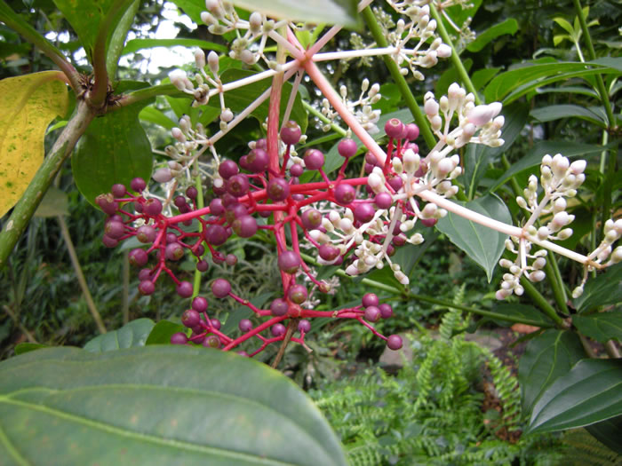 QV-Ausflug - Masoalahalle 20