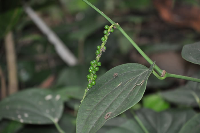 QV-Ausflug - Masoalahalle 21