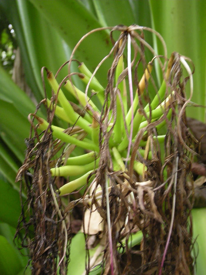 QV-Ausflug - Masoalahalle 25