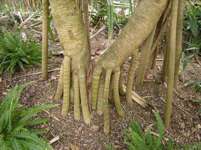 QV-Ausflug - Masoalahalle 26