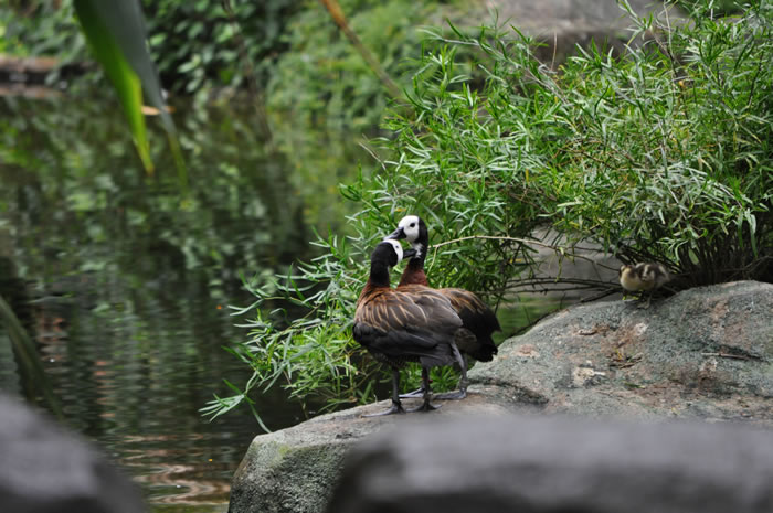 QV-Ausflug - Masoalahalle 30