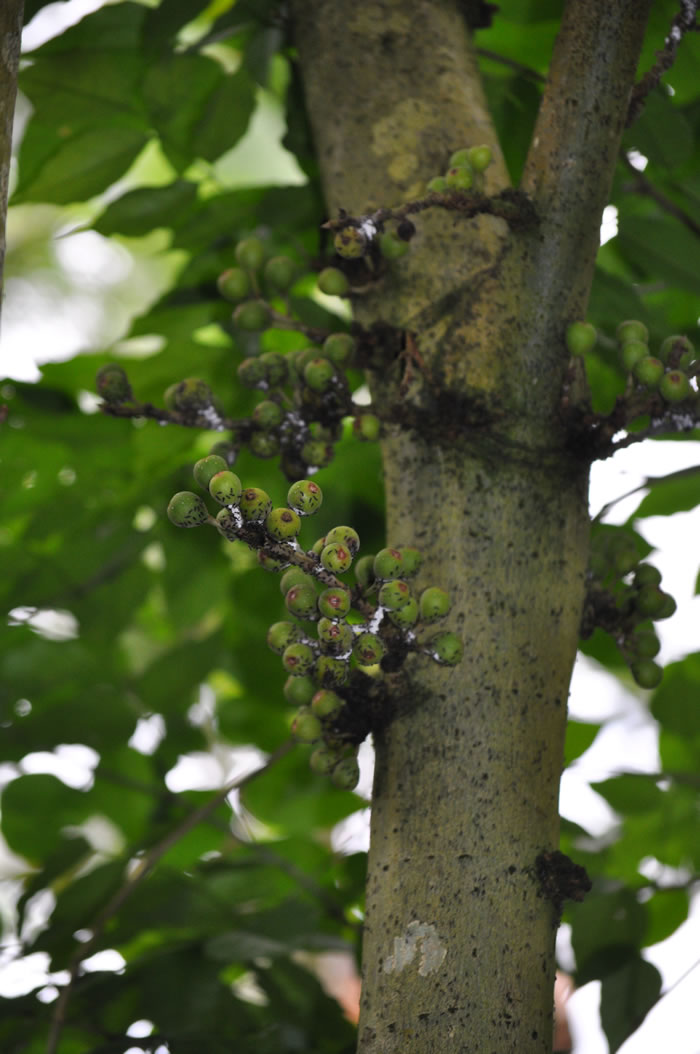 QV-Ausflug - Masoalahalle 34