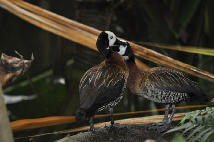 QV-Ausflug - Masoalahalle 35