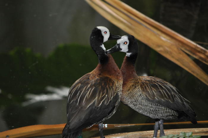 QV-Ausflug - Masoalahalle 36